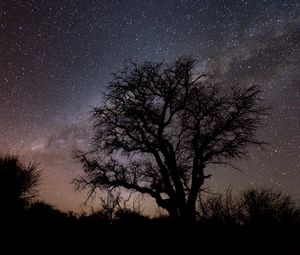 Preview wallpaper tree, branches, silhouette, milky way, night