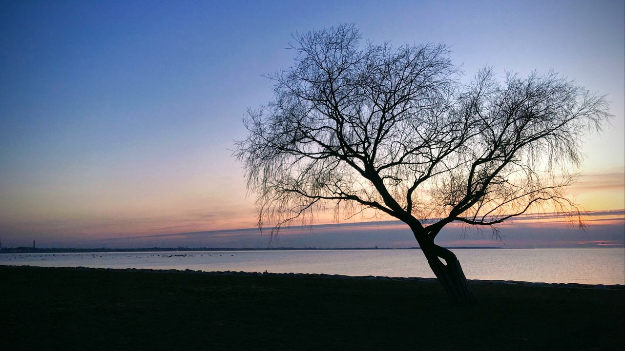 Wallpaper tree, branches, silhouette, shore, lake, dark