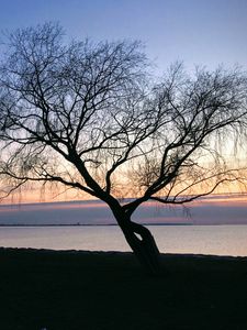 Preview wallpaper tree, branches, silhouette, shore, lake, dark