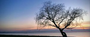 Preview wallpaper tree, branches, silhouette, shore, lake, dark