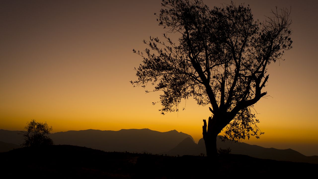 Wallpaper tree, branches, silhouette, mountains, sunset