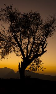 Preview wallpaper tree, branches, silhouette, mountains, sunset