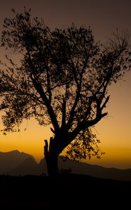 Preview wallpaper tree, branches, silhouette, mountains, sunset