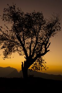 Preview wallpaper tree, branches, silhouette, mountains, sunset