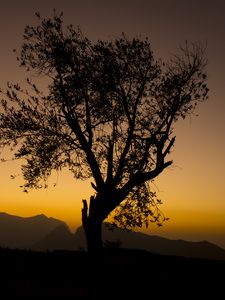 Preview wallpaper tree, branches, silhouette, mountains, sunset