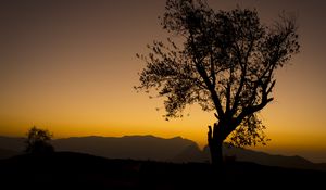 Preview wallpaper tree, branches, silhouette, mountains, sunset
