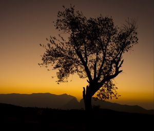 Preview wallpaper tree, branches, silhouette, mountains, sunset