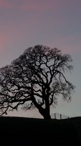 Preview wallpaper tree, branches, silhouette, evening
