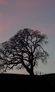 Preview wallpaper tree, branches, silhouette, evening