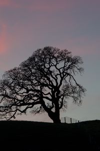 Preview wallpaper tree, branches, silhouette, evening