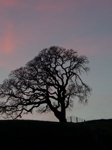 Preview wallpaper tree, branches, silhouette, evening