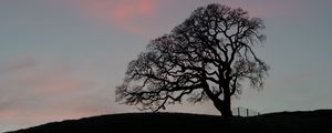 Preview wallpaper tree, branches, silhouette, evening