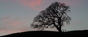 Preview wallpaper tree, branches, silhouette, evening