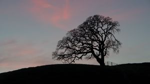 Preview wallpaper tree, branches, silhouette, evening