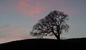 Preview wallpaper tree, branches, silhouette, evening