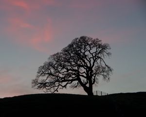 Preview wallpaper tree, branches, silhouette, evening