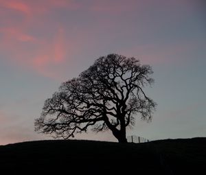 Preview wallpaper tree, branches, silhouette, evening