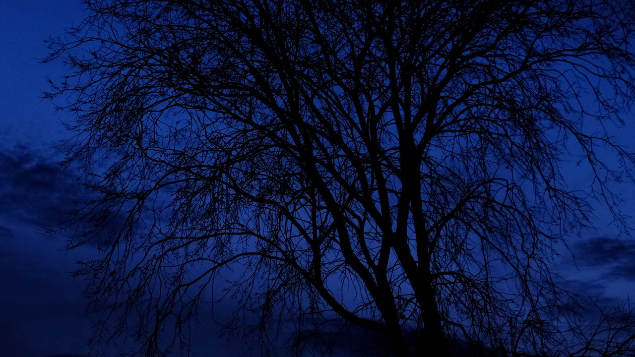 Wallpaper tree, branches, silhouettes, night, dark, blue
