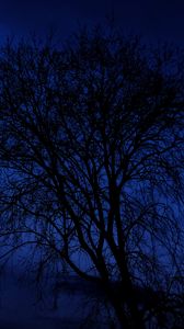 Preview wallpaper tree, branches, silhouettes, night, dark, blue