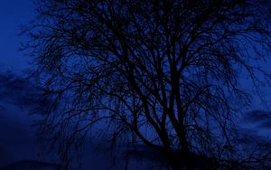 Preview wallpaper tree, branches, silhouettes, night, dark, blue