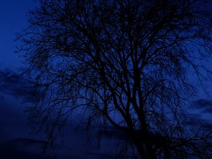 Preview wallpaper tree, branches, silhouettes, night, dark, blue