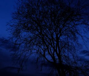 Preview wallpaper tree, branches, silhouettes, night, dark, blue