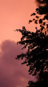 Preview wallpaper tree, branches, silhouettes, twilight, dark