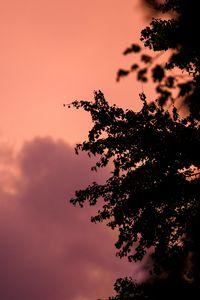 Preview wallpaper tree, branches, silhouettes, twilight, dark