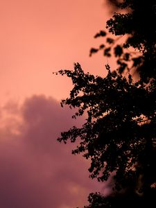 Preview wallpaper tree, branches, silhouettes, twilight, dark
