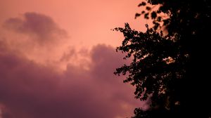 Preview wallpaper tree, branches, silhouettes, twilight, dark