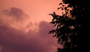 Preview wallpaper tree, branches, silhouettes, twilight, dark