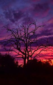 Preview wallpaper tree, branches, silhouettes, clouds, sky, sunset