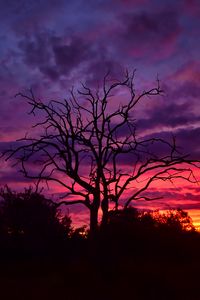 Preview wallpaper tree, branches, silhouettes, clouds, sky, sunset