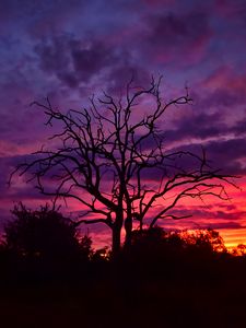 Preview wallpaper tree, branches, silhouettes, clouds, sky, sunset