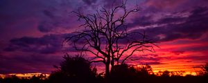 Preview wallpaper tree, branches, silhouettes, clouds, sky, sunset