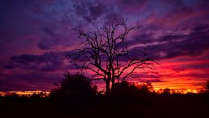 Preview wallpaper tree, branches, silhouettes, clouds, sky, sunset