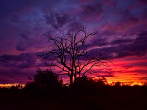 Preview wallpaper tree, branches, silhouettes, clouds, sky, sunset