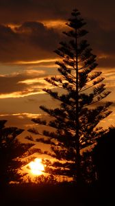 Preview wallpaper tree, branches, silhouettes, sunset, dark