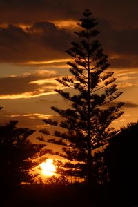 Preview wallpaper tree, branches, silhouettes, sunset, dark