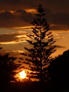 Preview wallpaper tree, branches, silhouettes, sunset, dark