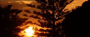 Preview wallpaper tree, branches, silhouettes, sunset, dark