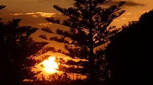 Preview wallpaper tree, branches, silhouettes, sunset, dark