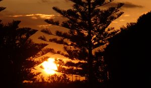 Preview wallpaper tree, branches, silhouettes, sunset, dark