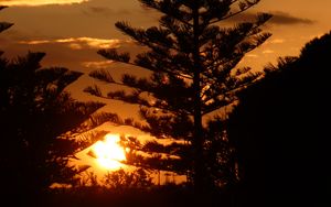 Preview wallpaper tree, branches, silhouettes, sunset, dark