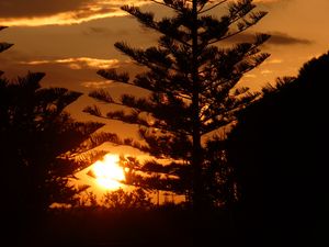Preview wallpaper tree, branches, silhouettes, sunset, dark