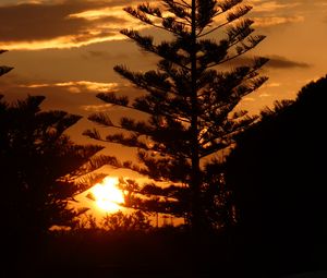 Preview wallpaper tree, branches, silhouettes, sunset, dark