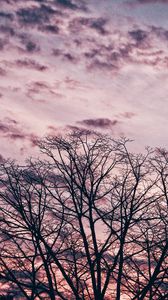 Preview wallpaper tree, branches, sky, clouds