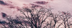 Preview wallpaper tree, branches, sky, clouds