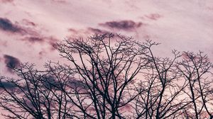 Preview wallpaper tree, branches, sky, clouds