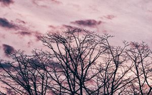 Preview wallpaper tree, branches, sky, clouds